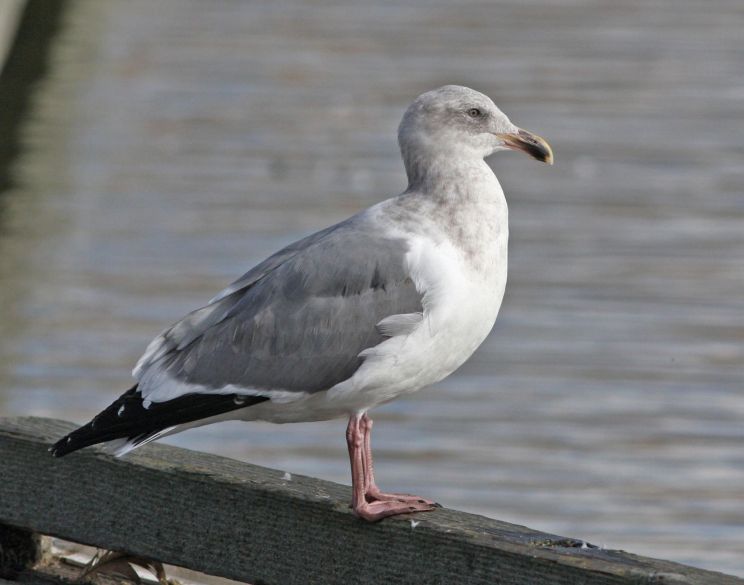 Bill Lake