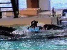 Blackfish photo