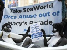Blackfish photo