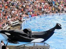 Blackfish photo