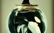 Blackfish