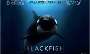 Blackfish