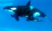 Blackfish