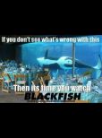 Blackfish