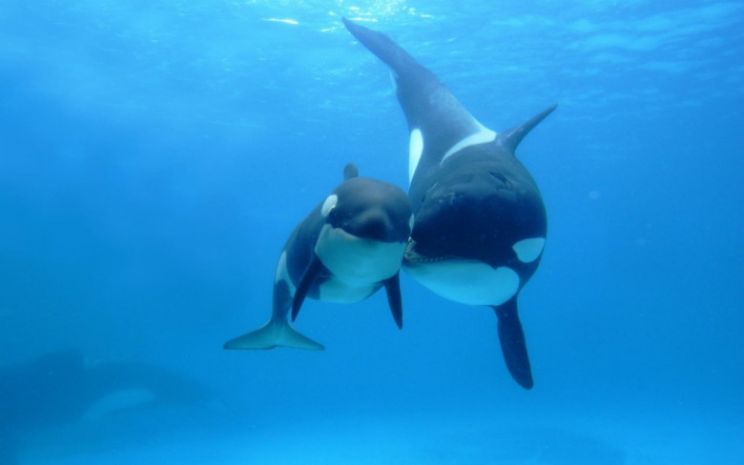 Blackfish