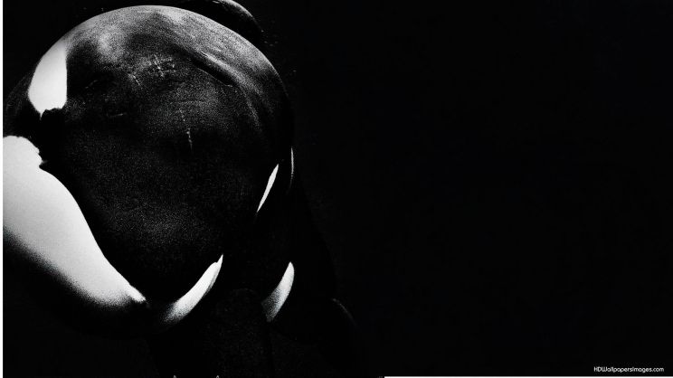 Blackfish
