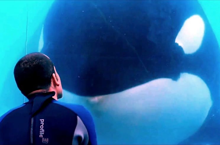 Blackfish