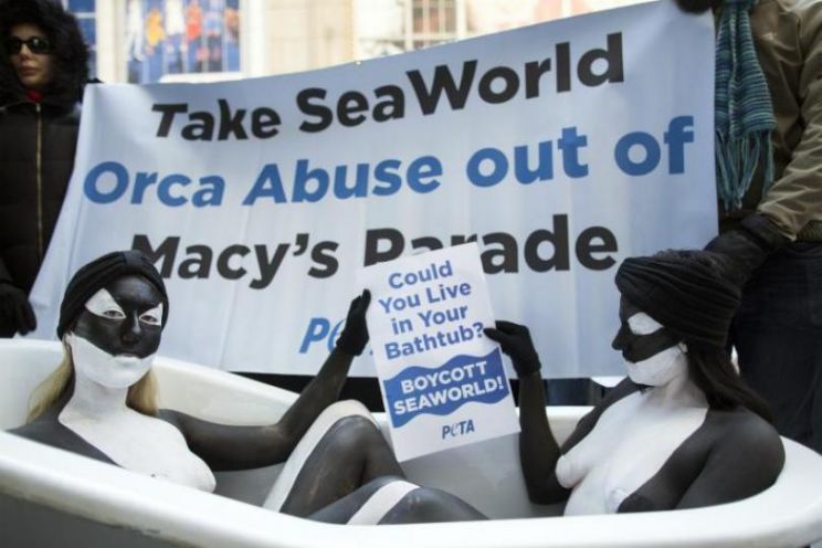 Blackfish