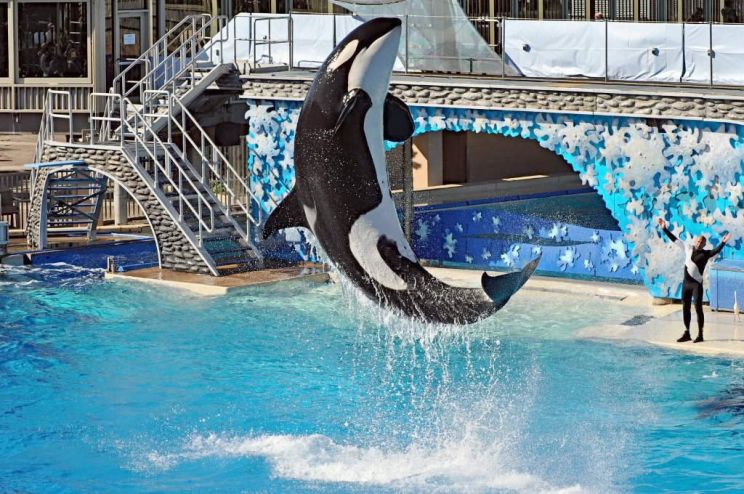 Blackfish