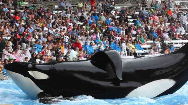 Blackfish