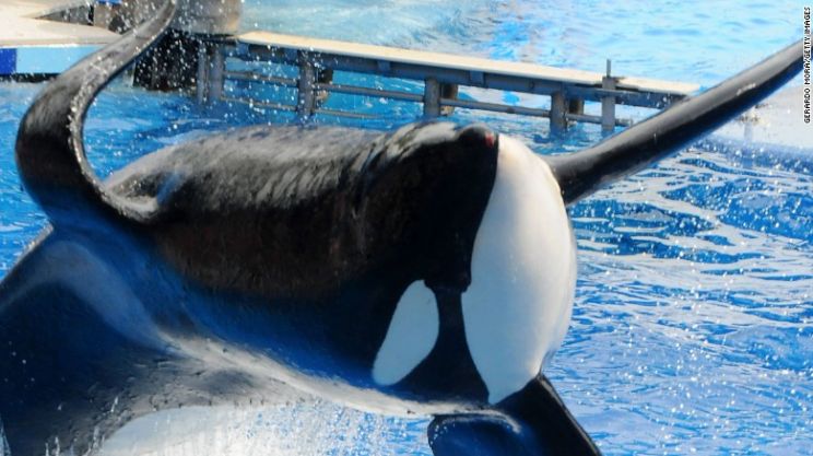 Blackfish