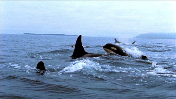 Blackfish