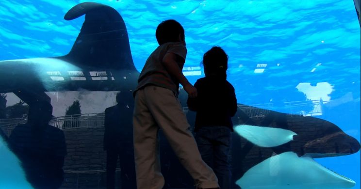 Blackfish