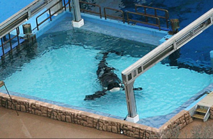 Blackfish