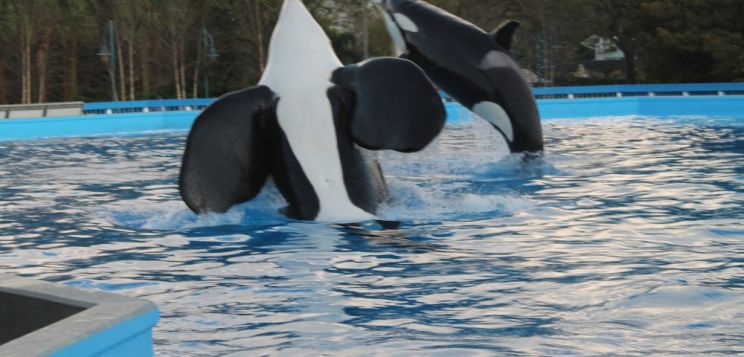 Blackfish