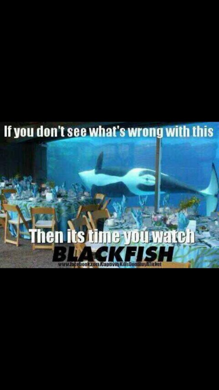 Blackfish