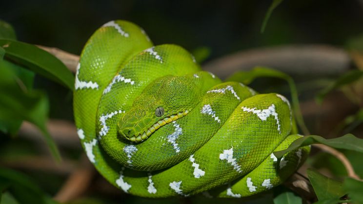 BoA