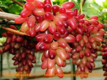 Brandy Gold