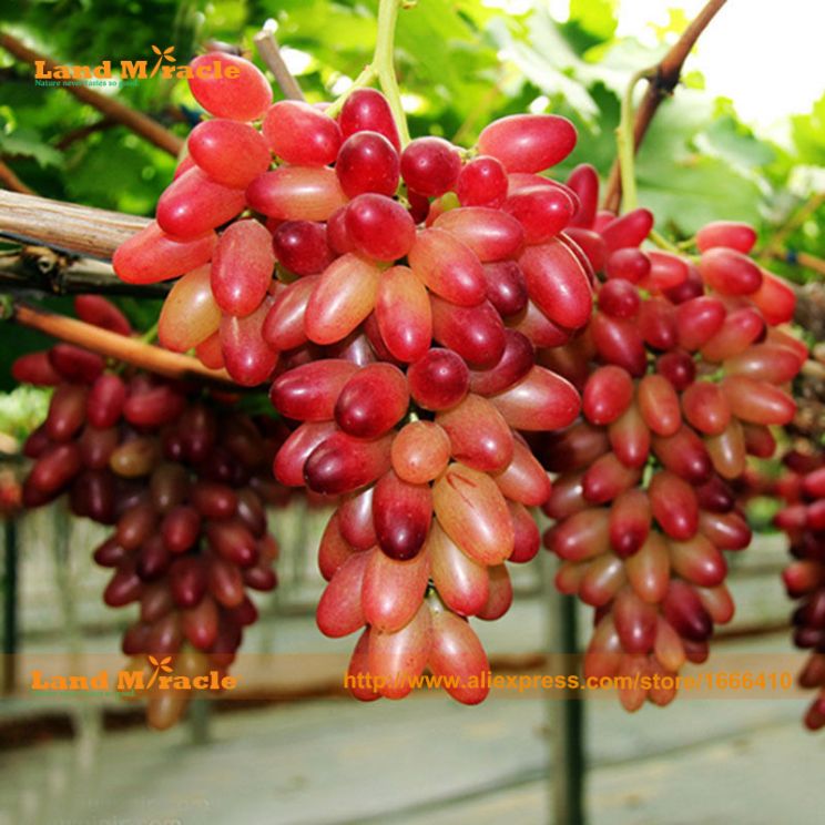 Brandy Gold