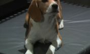 Breezy the Beagle