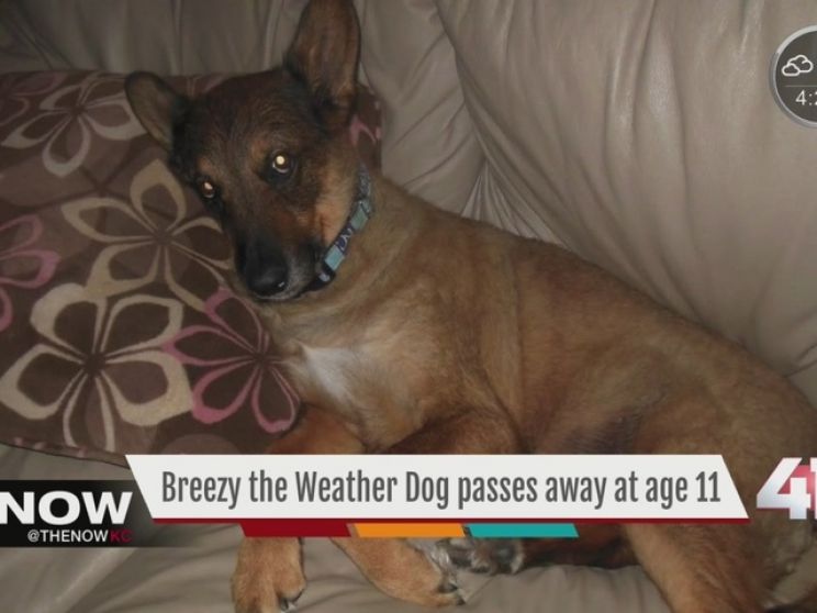 Breezy the Beagle