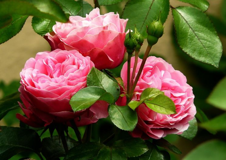 Brighton Rose