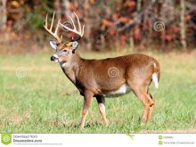 Buck