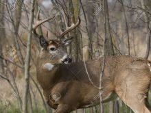 Buck