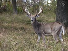 Buck