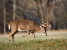 Buck