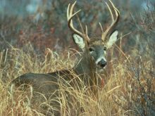 Buck