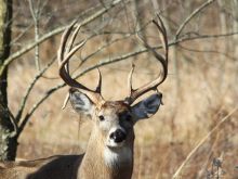 Buck