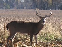 Buck