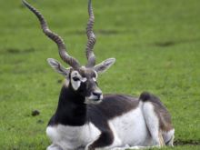 Buck