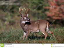 Buck