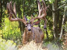 Buck