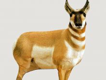 Buck