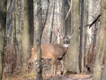 Buck