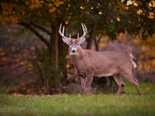 Buck