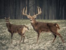 Buck