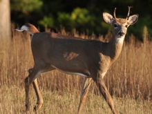 Buck