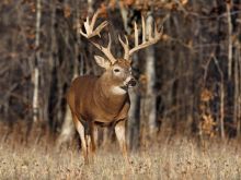 Buck