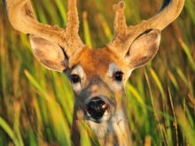 Buck