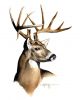 Buck