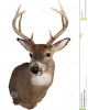 Buck