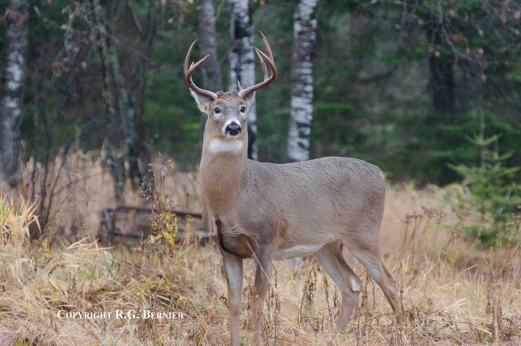 Buck