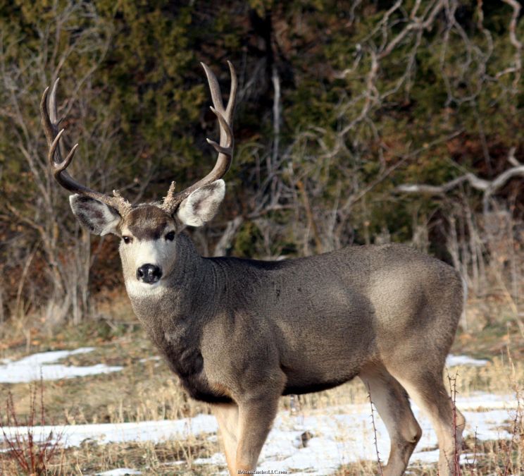 Buck