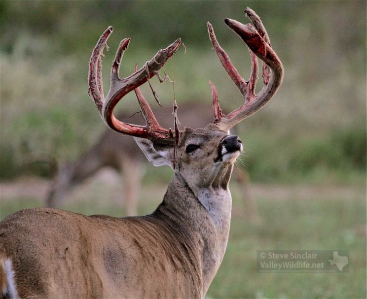 Buck