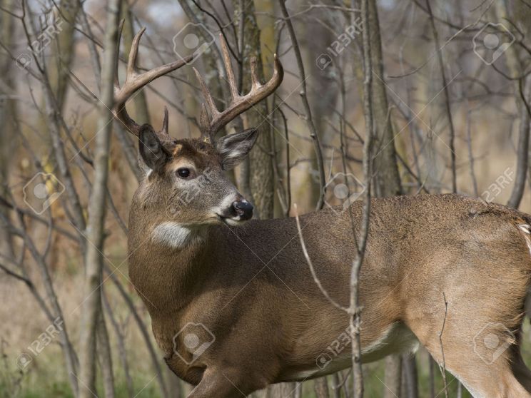 Buck