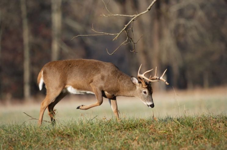 Buck
